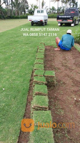 Harga Terbaru Rumput Jepang Cilacap Siap Tanam