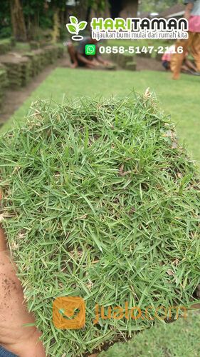 Harga Terbaru Rumput Jepang Cilacap Siap Tanam