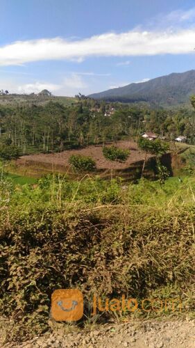 Tanah Cocok Untuk Perumahan di dkt Bukit Senyum Cipada Lembang Padalarang dkt Kota Baru