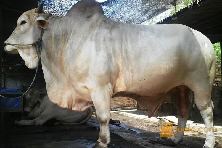 sapi PO Putih JAWA murah - qurban mandiri