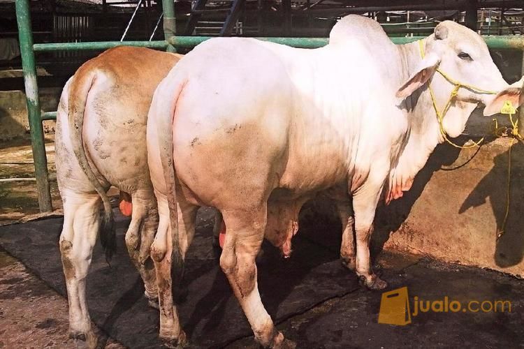 sapi PO Putih JAWA murah - qurban mandiri