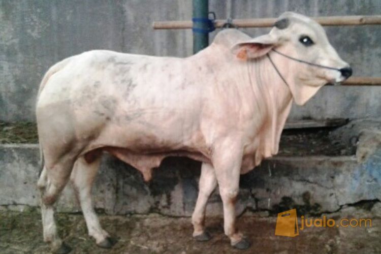 sapi PO Putih JAWA murah - qurban mandiri