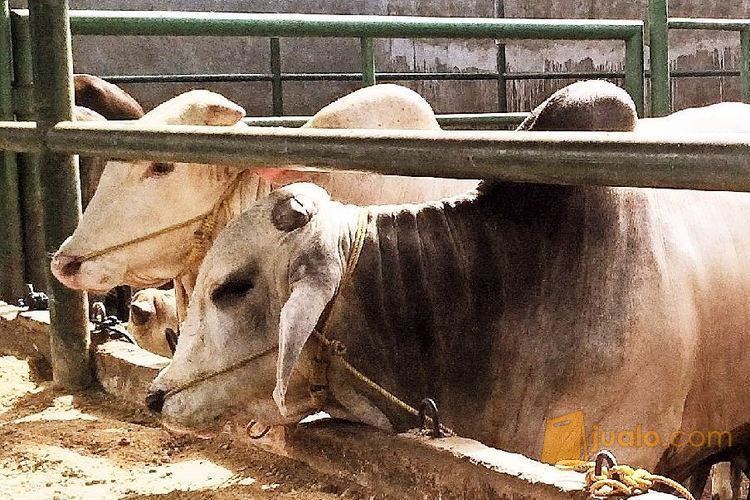 sapi PO Putih JAWA murah - qurban mandiri