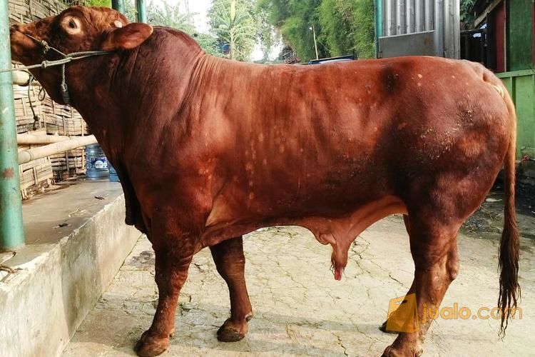 Sapi Qurban Limosin Murah - Qurban mandiri
