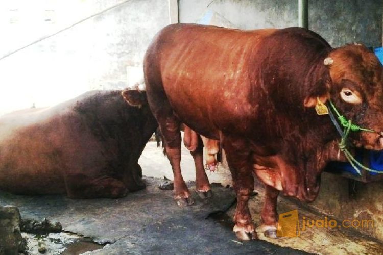 Sapi Qurban Limosin Murah - Qurban mandiri