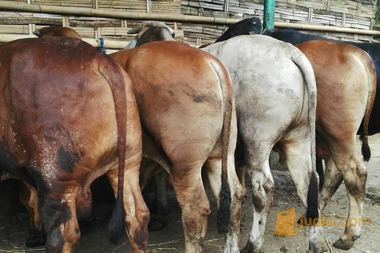 Sapi Qurban Limosin Murah - Qurban mandiri