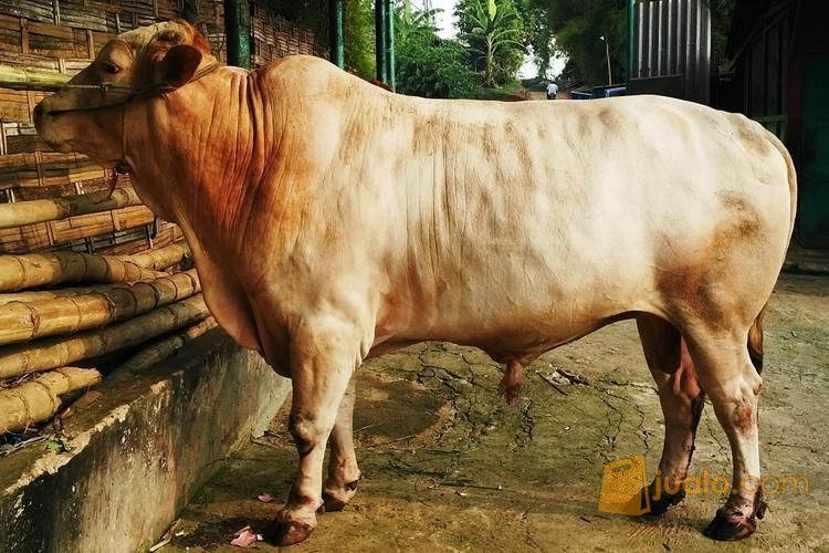 Sapi Qurban Limosin Murah - Qurban mandiri