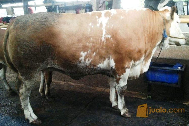 Sapi Qurban Limosin Murah - Qurban mandiri