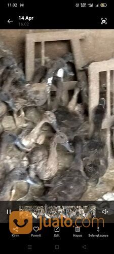 Bebek betina petelur usia 4,5 bln