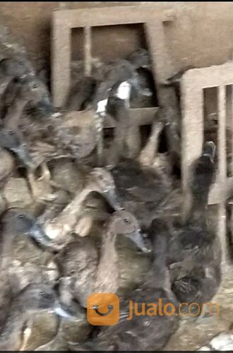 Bebek betina petelur usia 4,5 bln