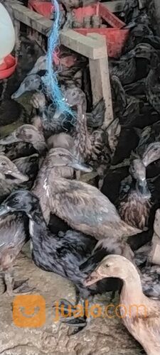 Bebek betina petelur usia 4,5 bln