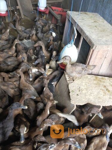 Bebek betina petelur usia 4,5 bln