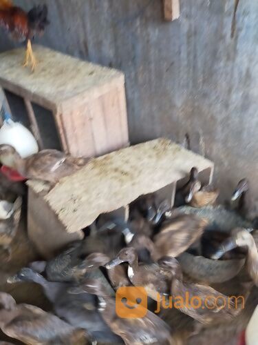 Bebek betina petelur usia 4,5 bln