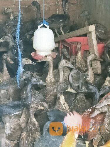 Bebek betina petelur usia 4,5 bln