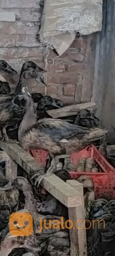 Bebek betina petelur usia 4,5 bln