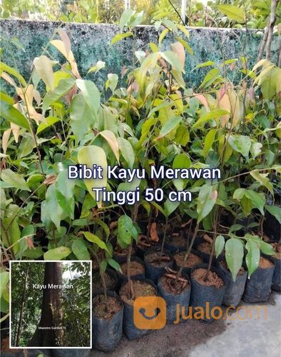Merawan Bibit Pohon Tinggi 50 cm