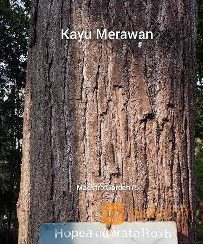 Merawan Bibit Pohon Tinggi 50 cm