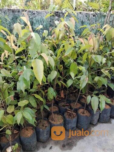 Merawan Bibit Pohon Tinggi 50 cm