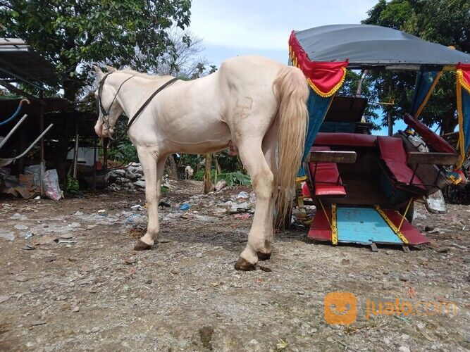 Sewa kuda kereta kencana