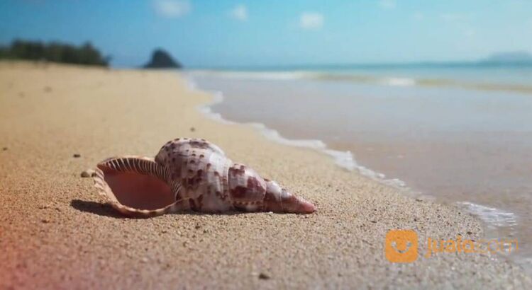 Trithon Shell Keong Terompet
