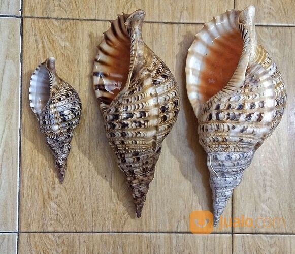 Trithon Shell Keong Terompet