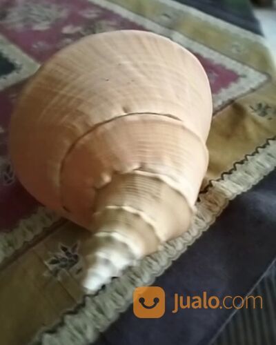 Trithon Shell Keong Terompet