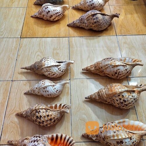 Trithon Shell Keong Terompet