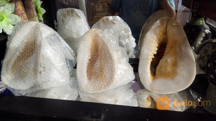 Trithon Shell Keong Terompet