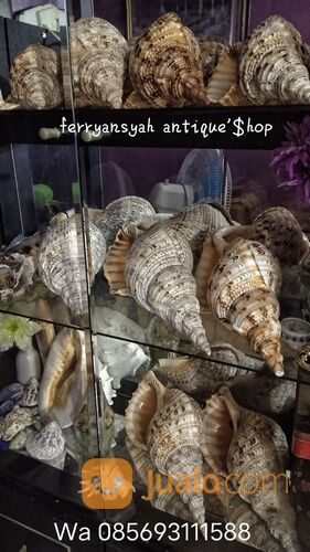 Trithon Shell Keong Terompet