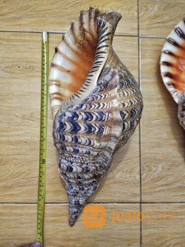 Trithon Shell Keong Terompet