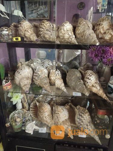 Trithon Shell Keong Terompet