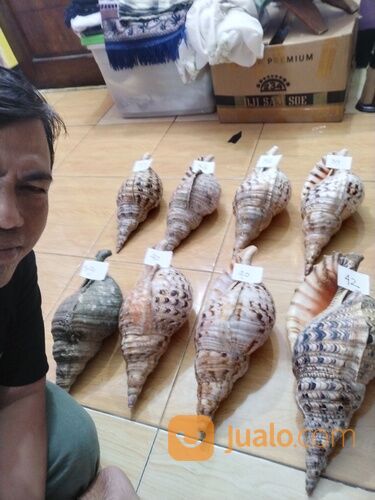 Trithon Shell Keong Terompet