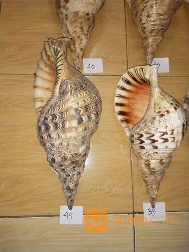 Trithon Shell Keong Terompet