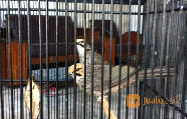 Cucak Rowo super mantap sepasang