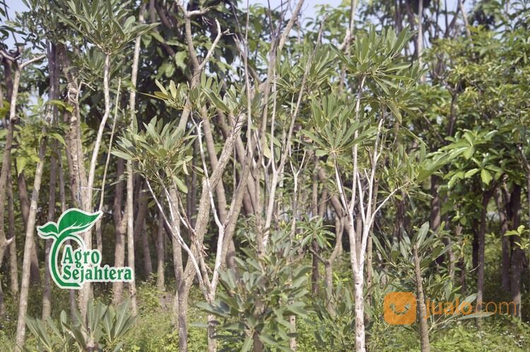 Pohon Tabebuya All Jenis (merah muda, putih, kuning, magenta) dan Ukuran