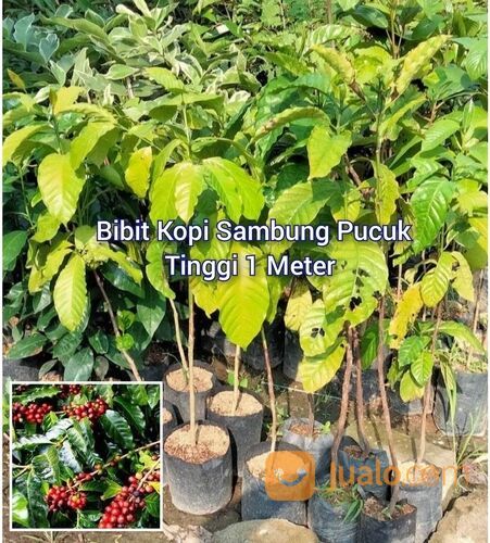 Kopi Bibit Sambung Pucuk Tinggi 1 Meter an