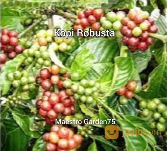 Kopi Bibit Sambung Pucuk Tinggi 1 Meter an