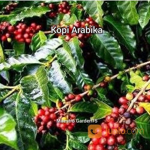 Kopi Bibit Sambung Pucuk Tinggi 1 Meter an