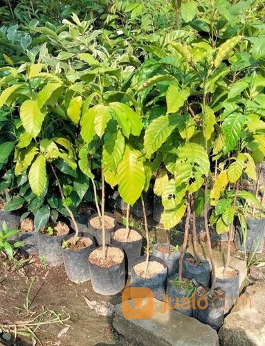 Kopi Bibit Sambung Pucuk Tinggi 1 Meter an
