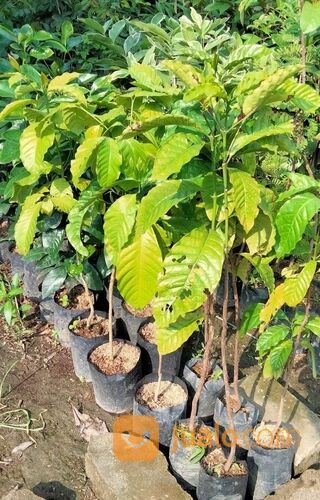 Kopi Bibit Sambung Pucuk Tinggi 1 Meter an