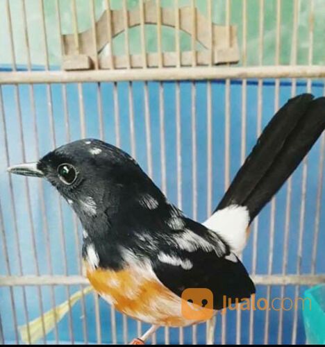 Trotol murai batu blorok