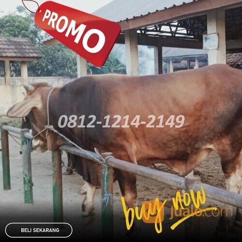 0812-1214-2149, Sapi Kurban Harga Murah dekat Paseh Bandung