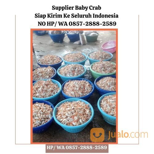 NO HP/ WA 0857-2888-2589 Baby Crab Mentah Bandung Semarang