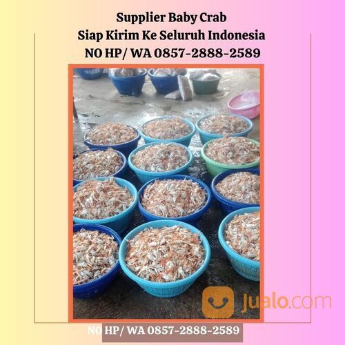 NO HP/ WA 0857-2888-2589 Baby Crab Mentah Bandung Semarang