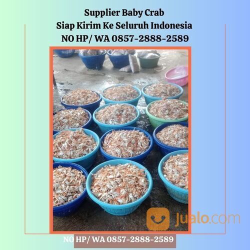 NO HP/ WA 0857-2888-2589 Baby Crab Mentah Bandung Semarang