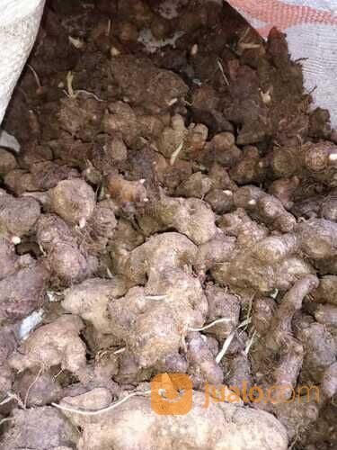 JAHE MERAH FRESH KUALITAS SUPER MINIMAL 10 KG / JAHE MERAH / RIMPANG NUSANTARA / ZAYEEDA