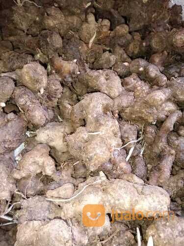 JAHE MERAH FRESH KUALITAS SUPER MINIMAL 10 KG / JAHE MERAH / RIMPANG NUSANTARA / ZAYEEDA