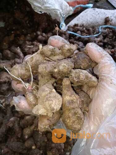 JAHE MERAH FRESH KUALITAS SUPER MINIMAL 10 KG / JAHE MERAH / RIMPANG NUSANTARA / ZAYEEDA