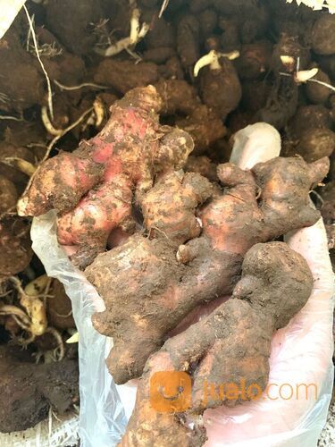 JAHE MERAH FRESH KUALITAS SUPER MINIMAL 10 KG / JAHE MERAH / RIMPANG NUSANTARA / ZAYEEDA