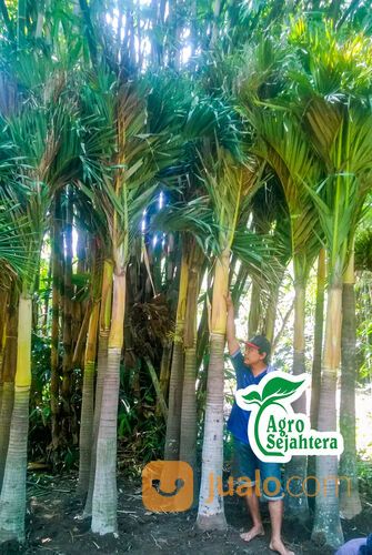 Pohon Palem Siap Tanam | Semua Jenis Pohon Palm Langsung Petani